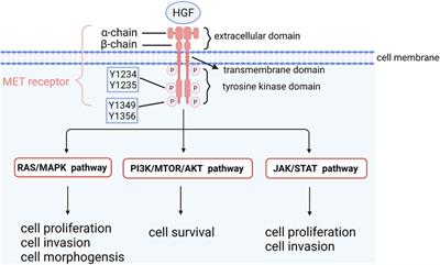 Review the progression of ovarian clear cell carcinoma from the perspective of genomics and epigenomics